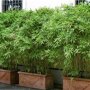 Phyllostachys aurea